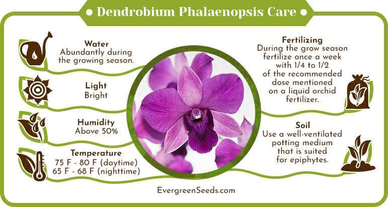 Dendrobium phalaenopsis care infographic