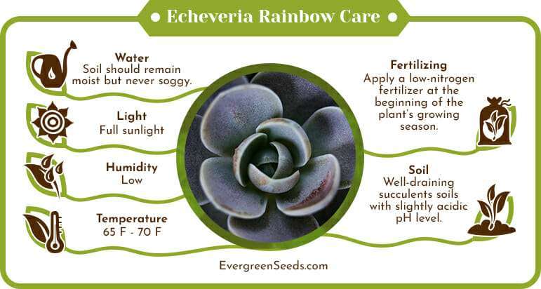 Echeveria rainbow care infographic