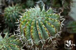 Euphorbia horrida appearance