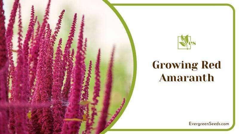 Growing red amaranth in a container