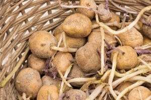 How To Get Potatoes to Sprout Easily