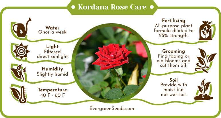 Kordana rose care infographic