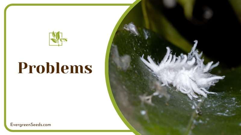Mealybugs and spider mites problems