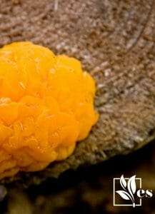 Orange Fungus in Mulch - Annoying Slime Mold