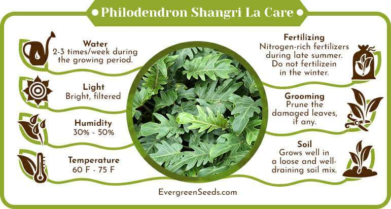 Philodendron shangri la care infographic