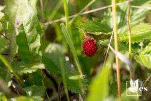 Red Berries in Grass - Looks like Strawberry