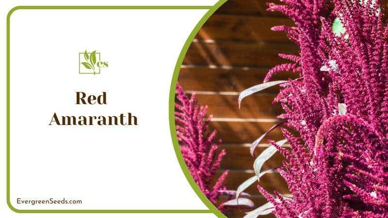 Red amaranth
