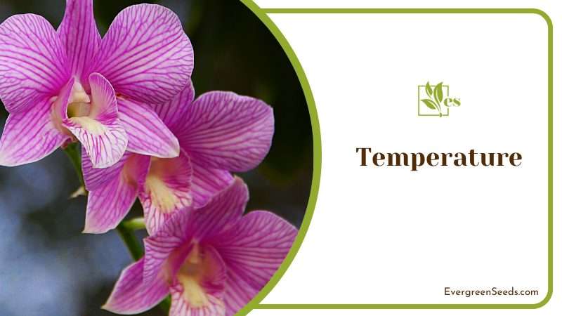 Temperature for Dendrobium Phalaenopsis