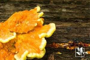 The orange fungus on ground