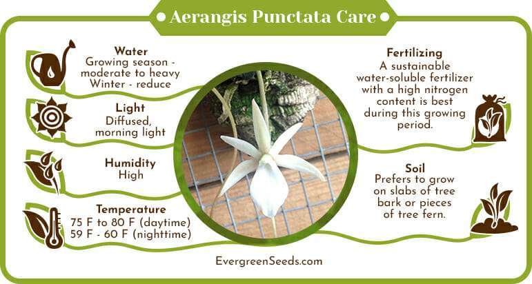 Aerangis punctata care infographic