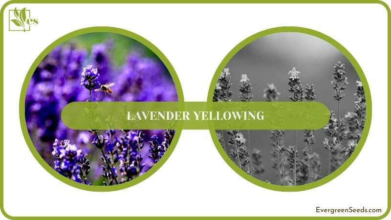 A Close Shot of lavender plant