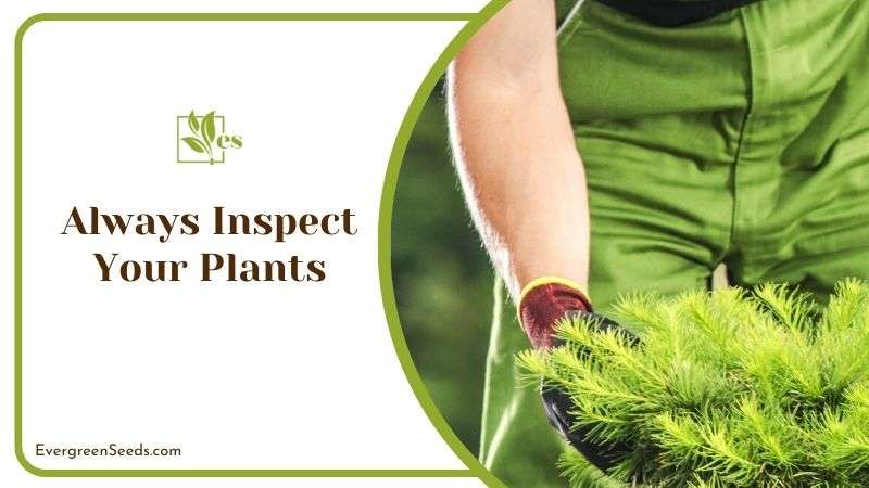 Always Inspect Your Plants