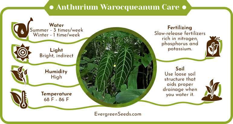 Anthurium warocqueanum care infographic