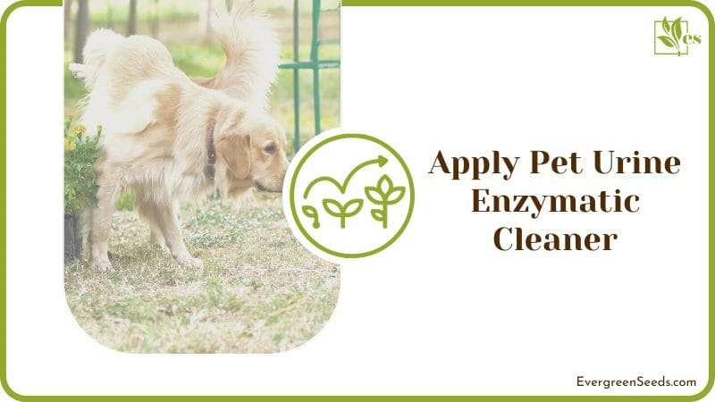 Apply Pet Urine Enzymatic Cleaner