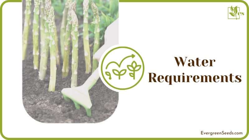 Asparagus Water Requirements