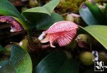 Bulbophyllum lobbii Lindl. Orchid