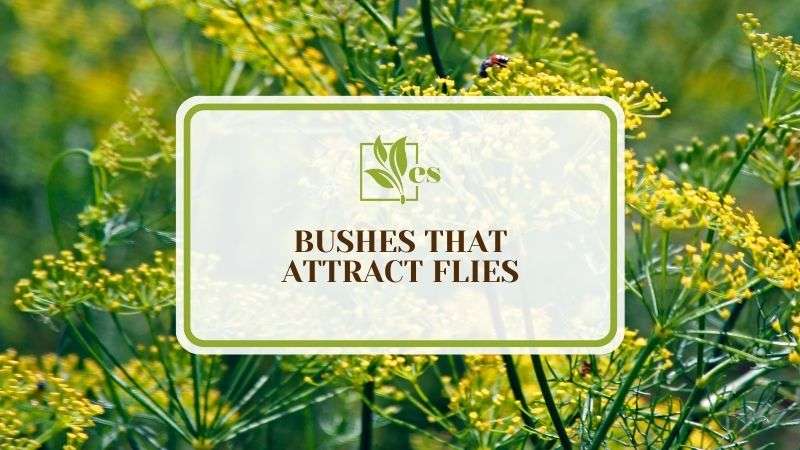 Bushes That Attract Flies