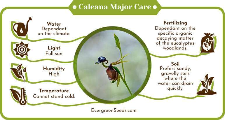 Caleana major care infographic