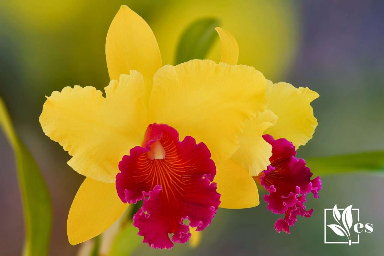 Орхидеи желто розовые. Орхидея Каттлея желтая. Каттлея жёлтенькая. Каттлея Альма ки. Фаленопсис Каттлея желтая.