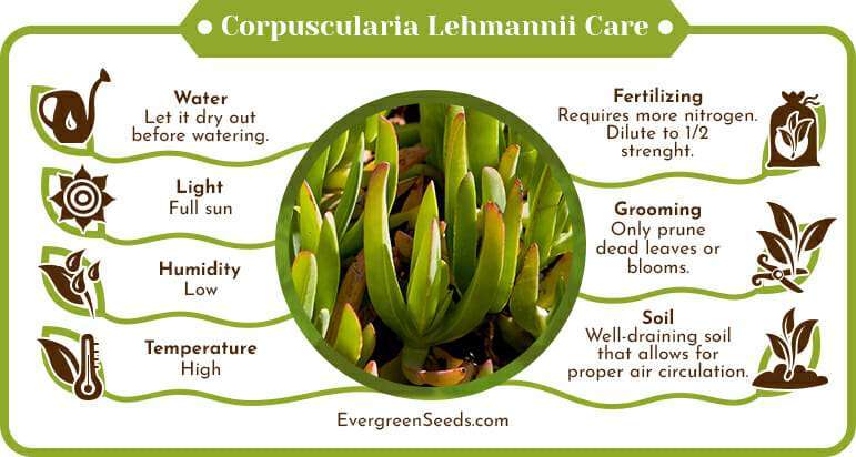 Corpuscularia lehmannii care infographic