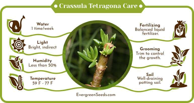 Crassula tetragona care infographic