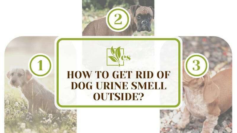 Easy Ways to Get Rid of Dog Urine Smell Outside