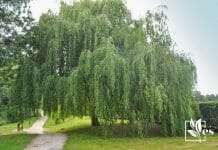 Weep willow tree