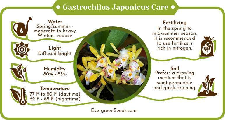 Gastrochilus japonicus care infographic
