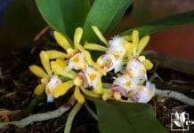 Gastrochilus japonicus miniature scented orchid