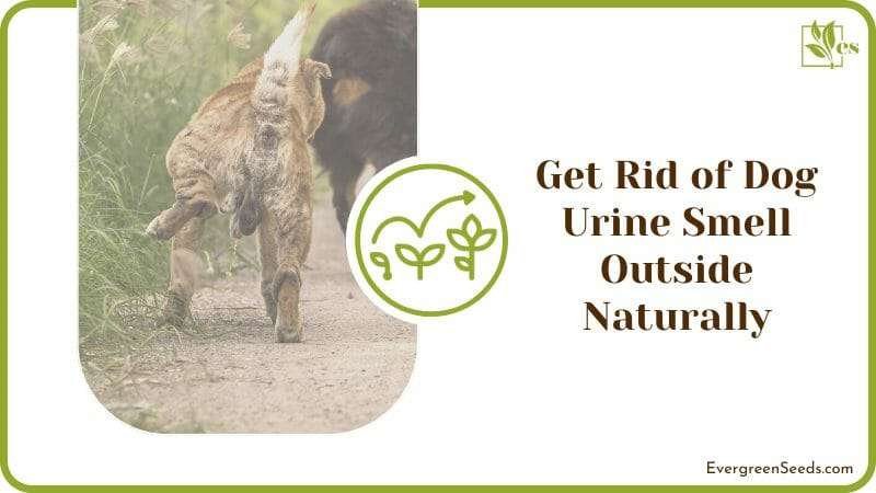 Get Rid of Dog Urine Smell Outside Naturally