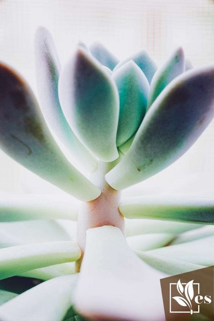 Graptoveria opalina - perennial succulent