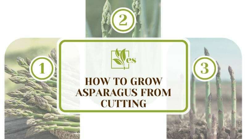 Growing Asparagus From Cuttings