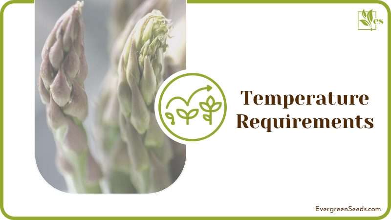 Growing Asparagus Temperature Requirements