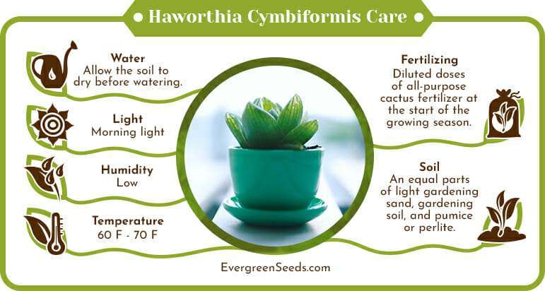 Haworthia cymbiformis care infographic