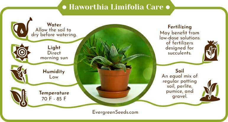 Haworthia limifolia care infographic