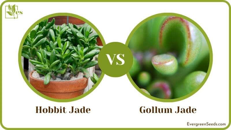 Hobbit Jade vs Gollum Jade Two Crassula Ovata Cultivars