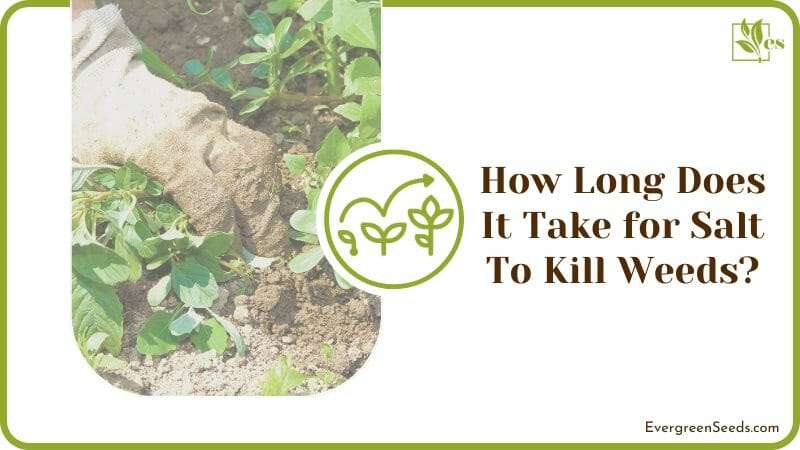 How Long Does It Take for Salt To Kill Weeds