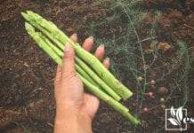How To Grow Asparagus From Cutting