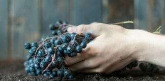 How to make soil acidic for blueberries