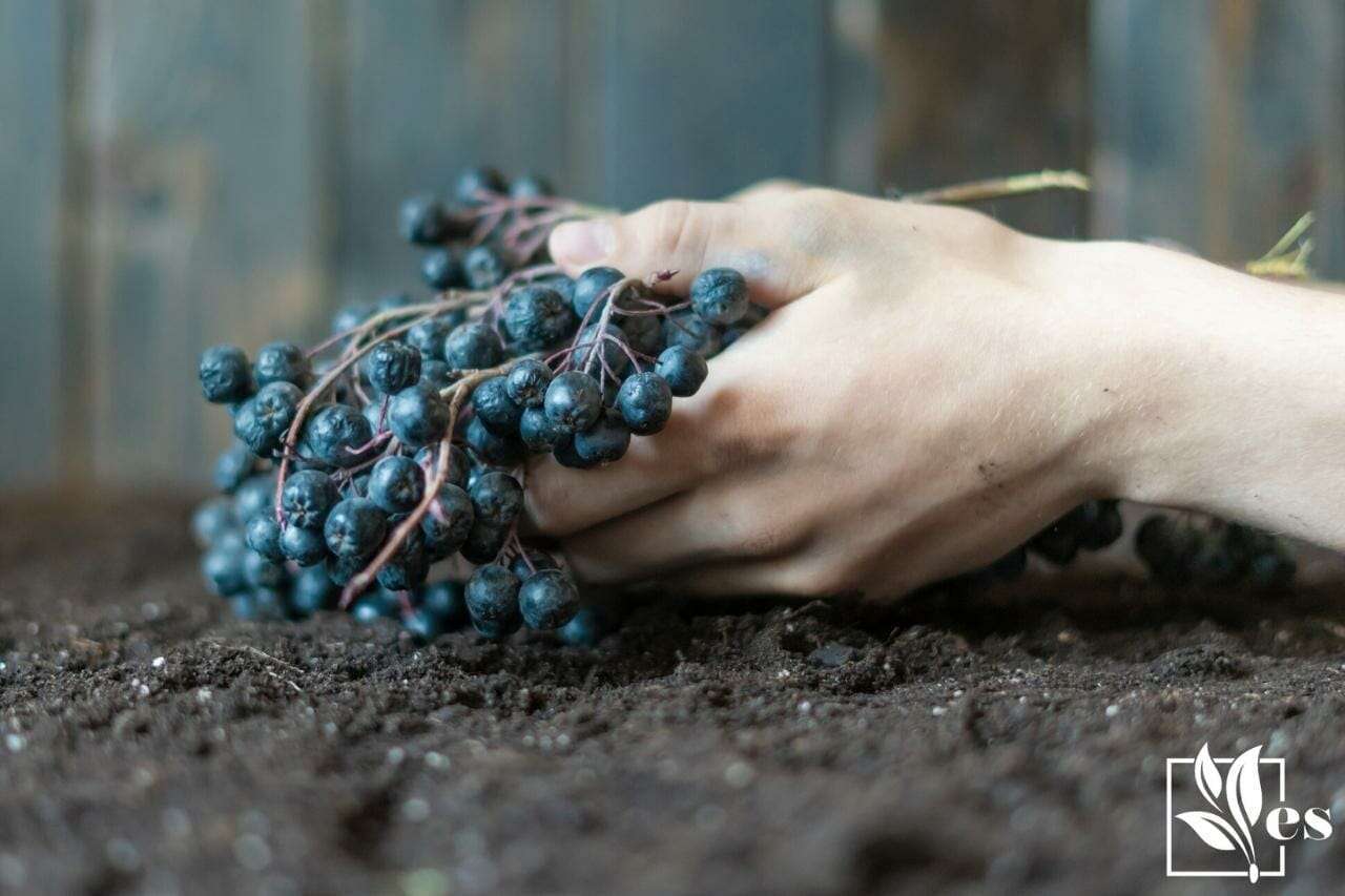 How to make soil acidic for blueberries