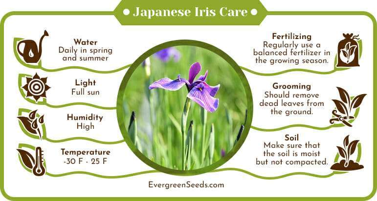 Japanese iris care infographic