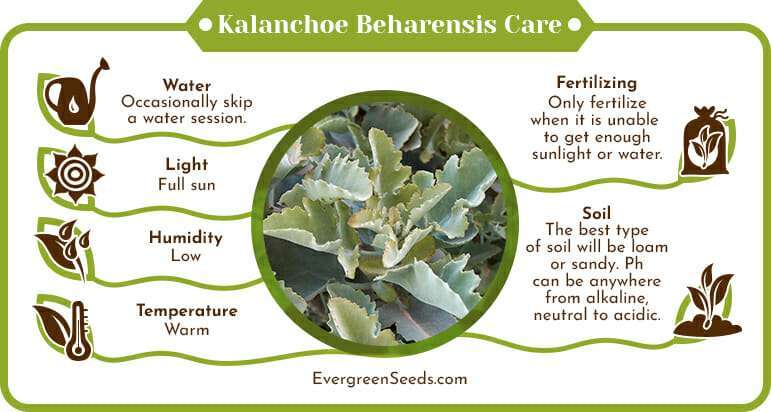 Kalanchoe beharensis care infographic