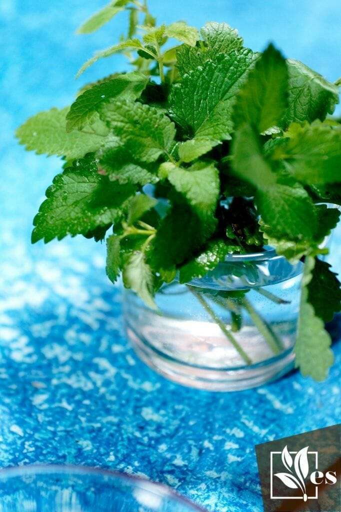 Mint Leaves in the water
