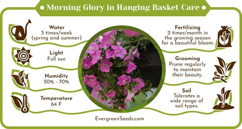 Morning glory in hanging basket care infographic