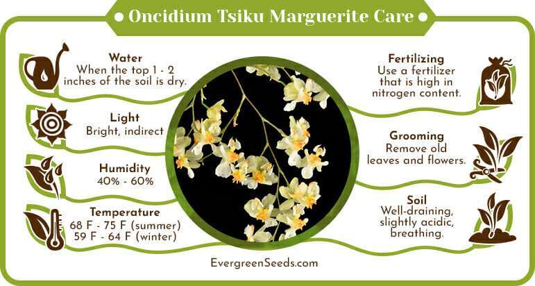 Oncidium tsiku marguerite care infographic