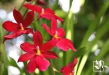 Orchids Bush 1