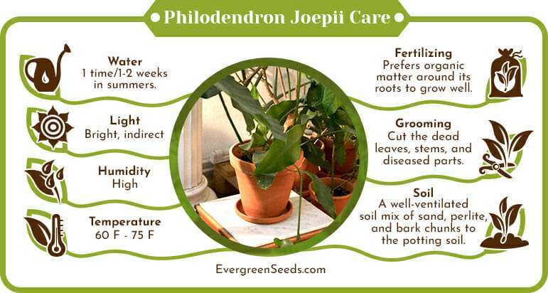 Philodendron joepii care infographic