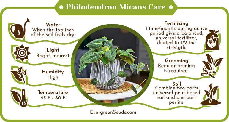 Philodendron micans care infographic