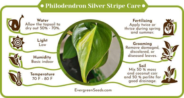 Philodendron silver stripe care infographic