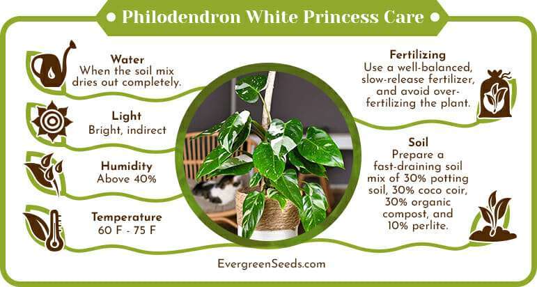 Philodendron white princess care infographic
